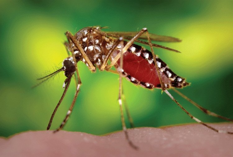 En enero se notificaron 6.310 casos de dengue en Colombia  ¿Qué hacer para prevenirlo?